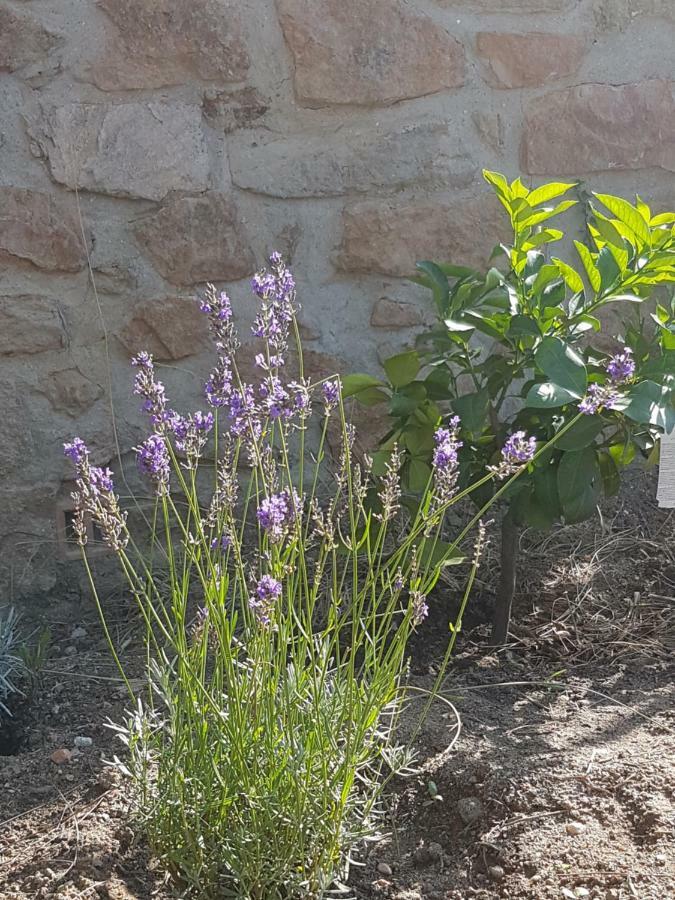 La Petite Bergerie Villa Roquebrune-sur Argens Kültér fotó